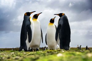 King Penguins Huddle